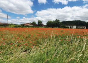 terrain a vendre 38_isere_vente terrain isere_terrain a vendre en isere_nivolas vermelle_boussieu 9